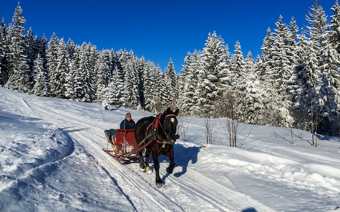 Horse-drawn sleigh in snowy Tatra Mountains forest near Krakow.