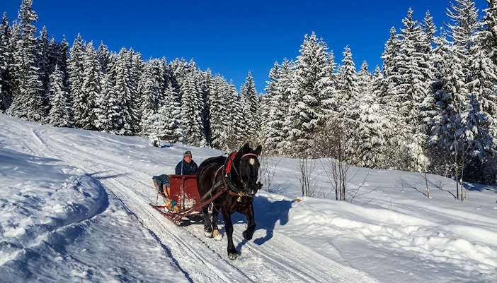 Dog sledding through snowy Tatra Mountains near Krakow.