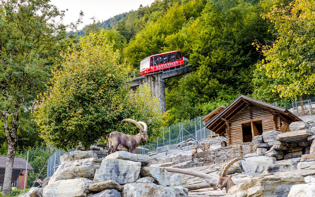 Harder Kulm funicular passing above wildlife park with ibex in foreground.