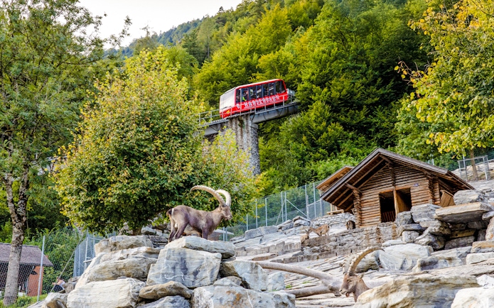 Harder Kulm funicular passing above wildlife park with ibex in foreground.