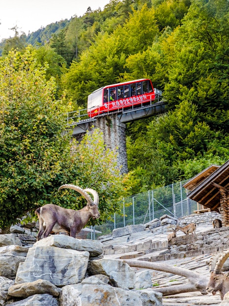 Harder Kulm funicular passing above wildlife park with ibex in foreground.