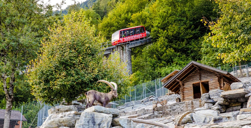 Harder Kulm funicular passing above wildlife park with ibex in foreground.