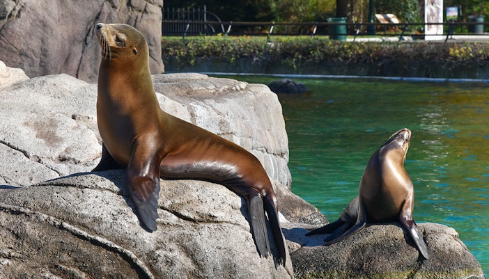 Sea Lion Pool