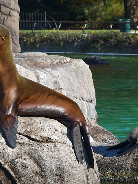 Sea lions basking on rocks at the Bronx Zoo exhibit.