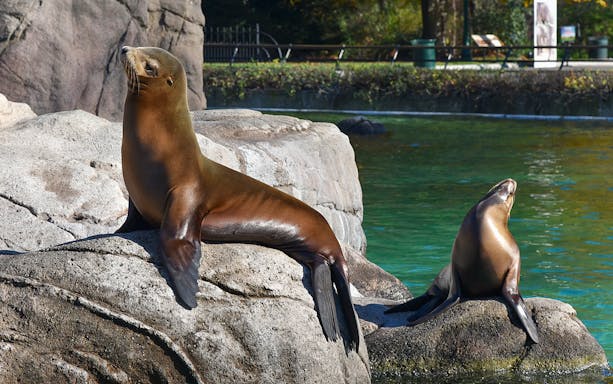 Sea lions basking on rocks at the Bronx Zoo exhibit.