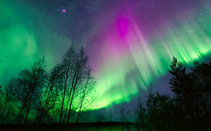 Northern lights display over trees in Levi, Finland.