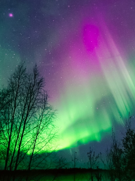 Northern lights display over trees in Levi, Finland.