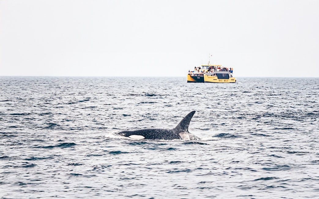 Whale swimming near a whale-watching boat with passengers in the ocean.