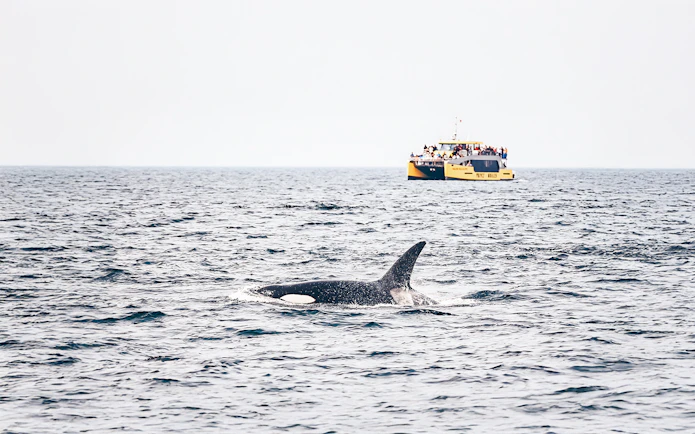 Whale swimming near a whale-watching boat with passengers in the ocean.