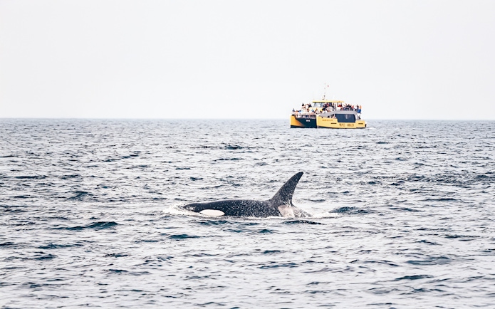 Whale swimming near a whale-watching boat with passengers in the ocean.