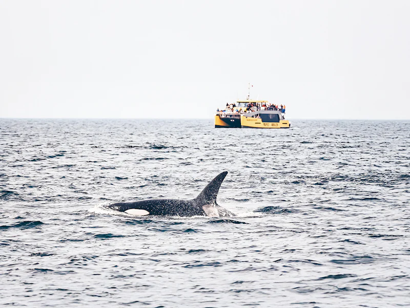 Victoria Whale Watching Tours By Covered Boat - Vancouver