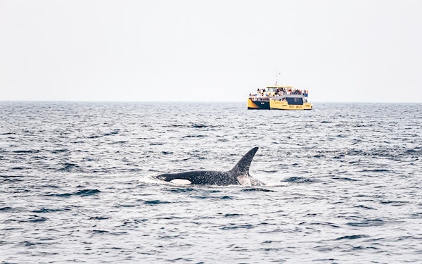 Victoria Whale Watching Tours by Covered Boat