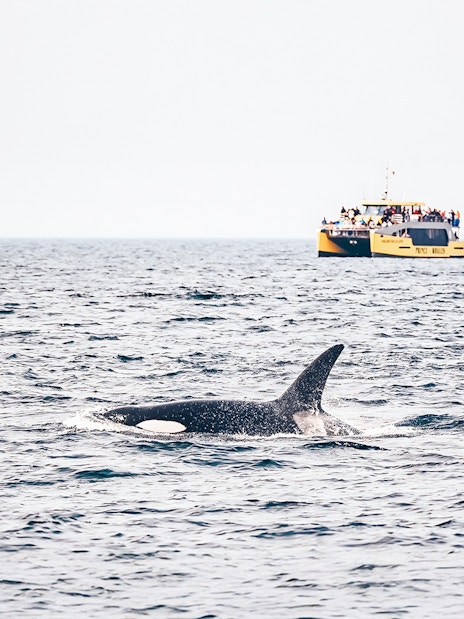 Whale swimming near a whale-watching boat with passengers in the ocean.