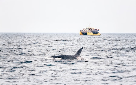 Victoria Whale Watching Tours by Covered Boat