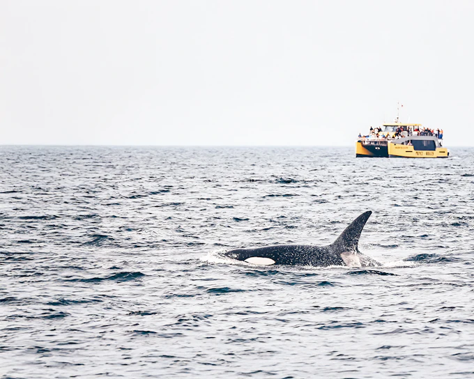 Victoria Whale Watching Tours by Covered Boat