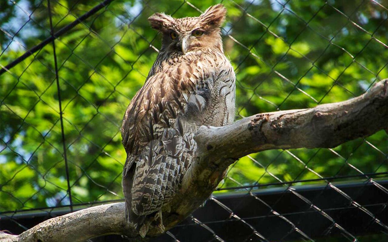 Owl perched on a branch at Asahiyama Zoo, Japan.