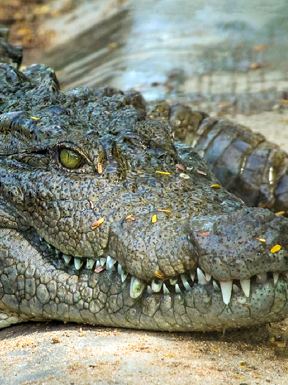 Jong's Crocodile Farm and Zoo