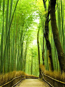 Pathway through Sagano Bamboo Forest, Kyoto, on a day trip.