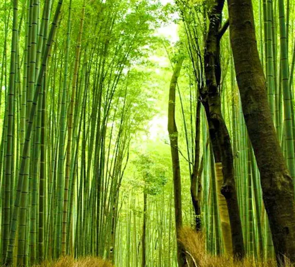 Pathway through Sagano Bamboo Forest, Kyoto, on a day trip.