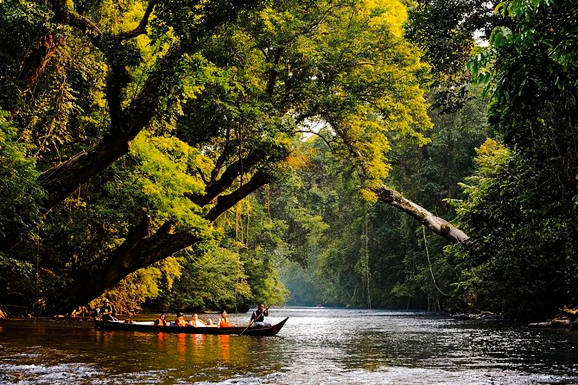 from kuala lumpur: taman negara national park private day trip with canopy walkway-14
