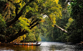 desde kuala lumpur: excursión privada de un día al parque nacional de taman negara con paseo por las copas de los árboles-14