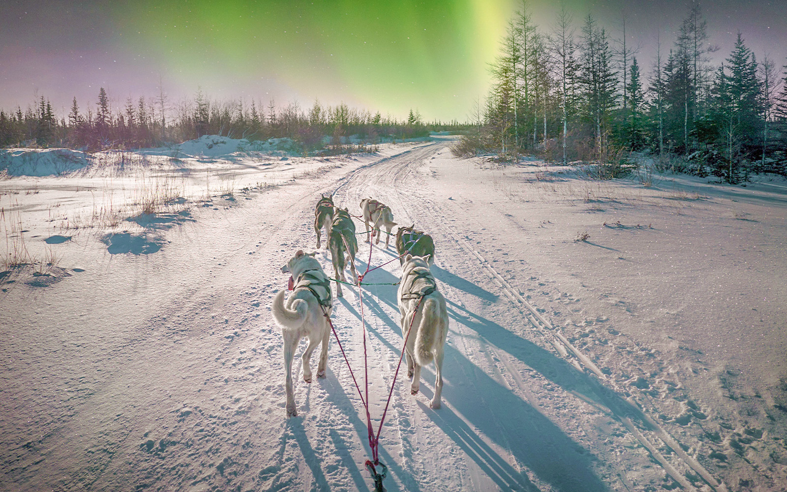 Husky team pulling a sleigh under Northern Lights in snowy Rovaniemi, Finland.