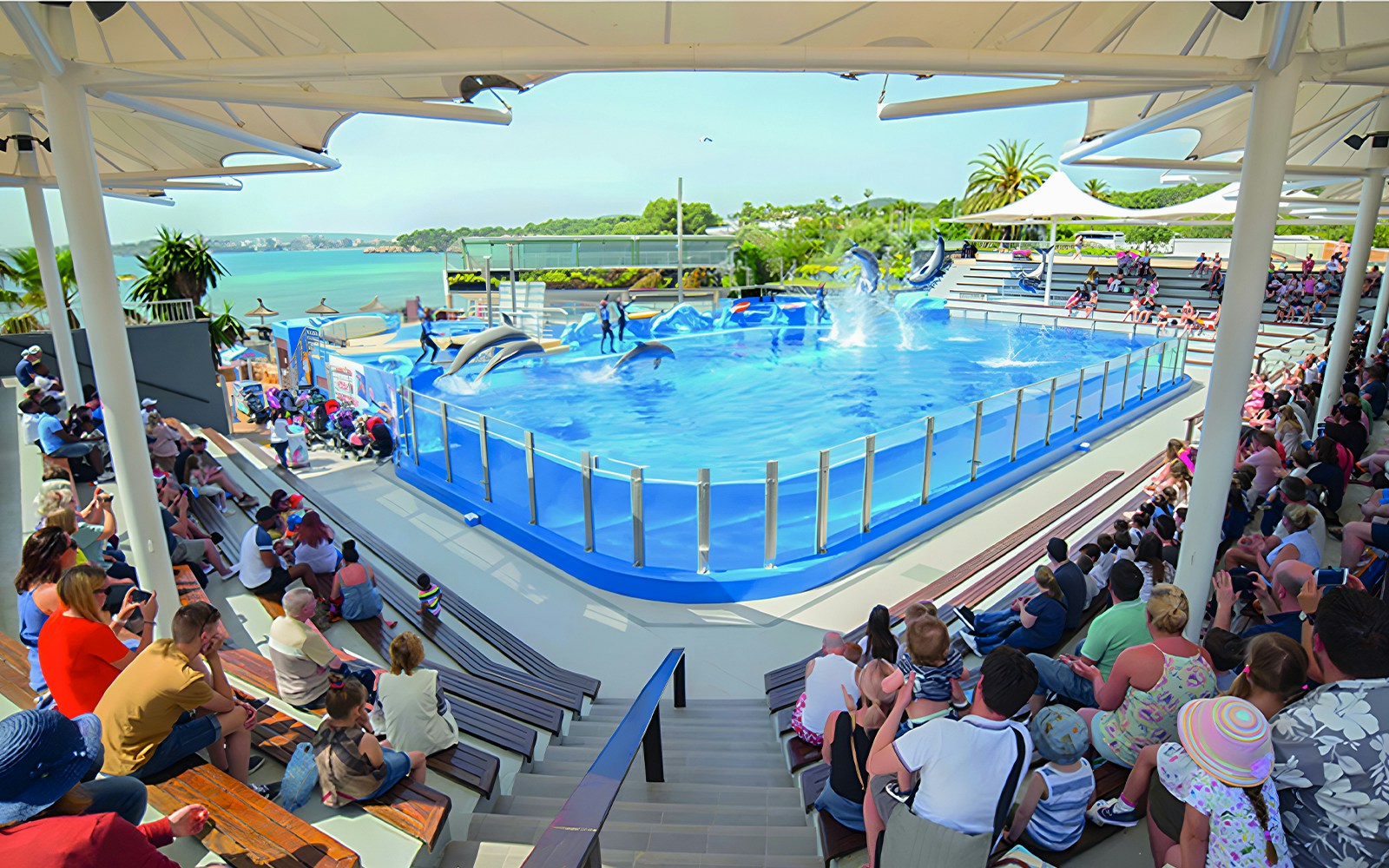 Dolphins performing in a pool at Marineland Mallorca with an audience watching.