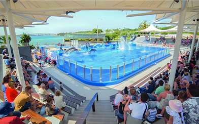 Dolphins performing in a pool at Marineland Mallorca with an audience watching.