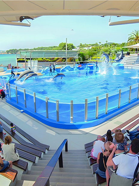 Dolphins performing in a pool at Marineland Mallorca with an audience watching.