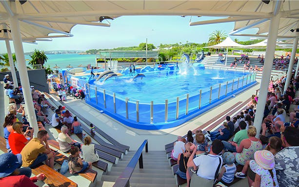 Dolphins performing in a pool at Marineland Mallorca with an audience watching.
