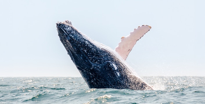 Boston Whale Watching Cruises