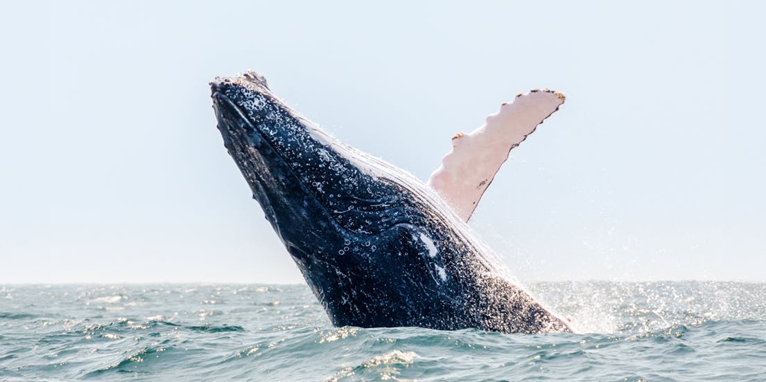 Cruceros para avistar ballenas en Boston