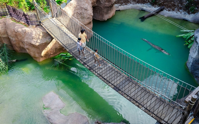 Visitors crossing a suspension bridge over a crocodile in a rainforest setting.
