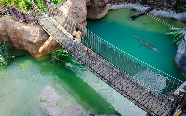 Visitors crossing a suspension bridge over a crocodile in a rainforest setting.