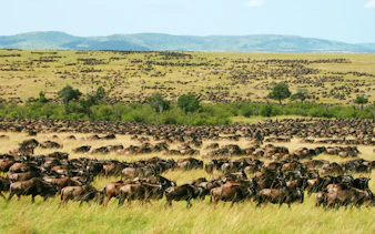 Wildebeest migration across the plains of Masai Mara during a 3-day budget camping safari from Naivasha.