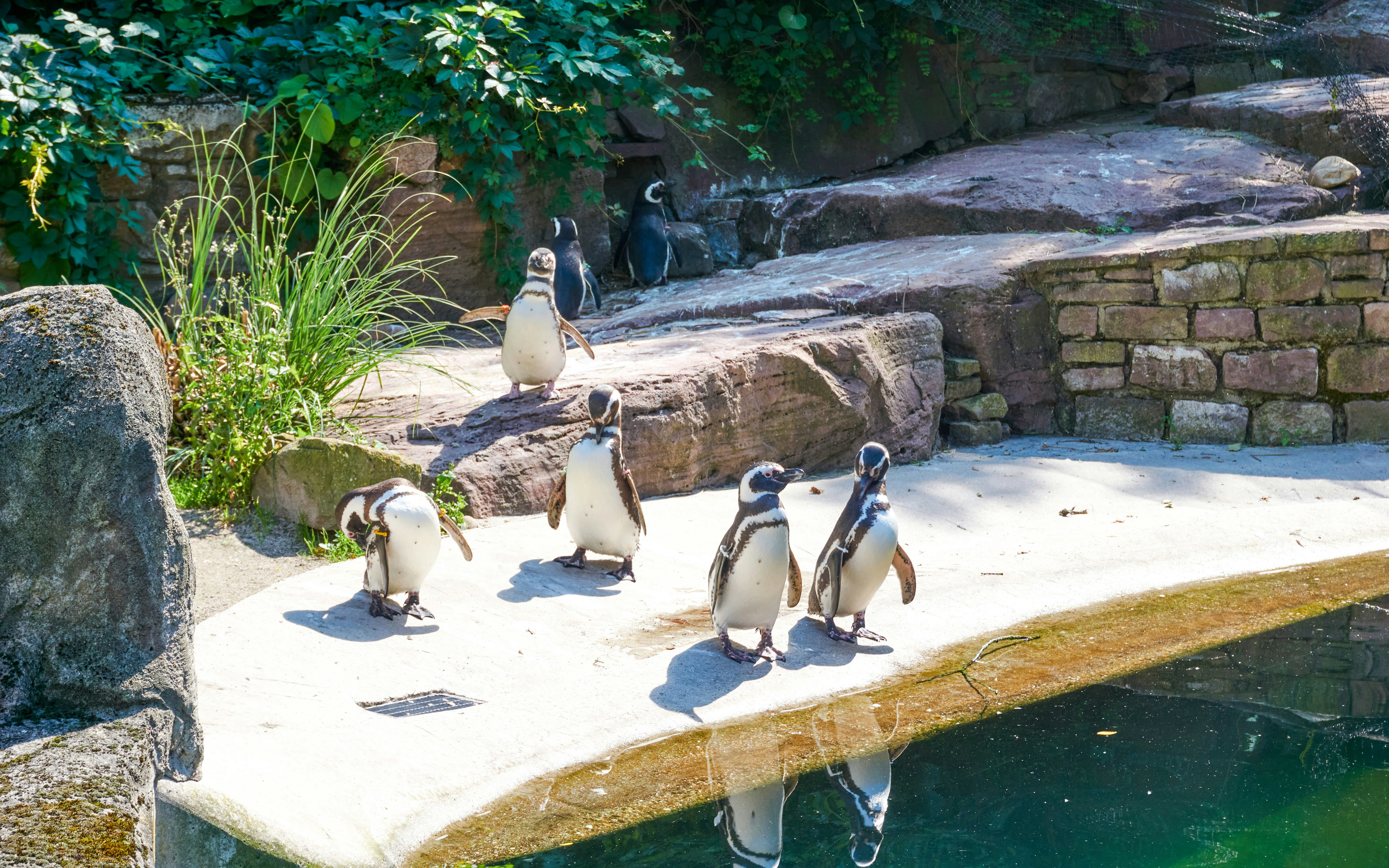 Penguins walking near a pond at Edinburgh Zoo.