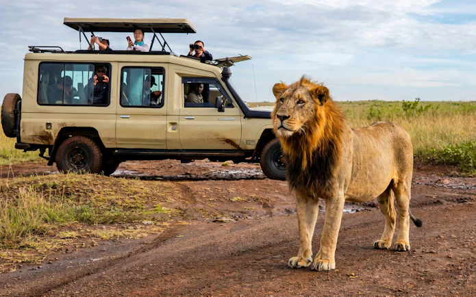 Lion near safari vehicle at Maasai Mara.