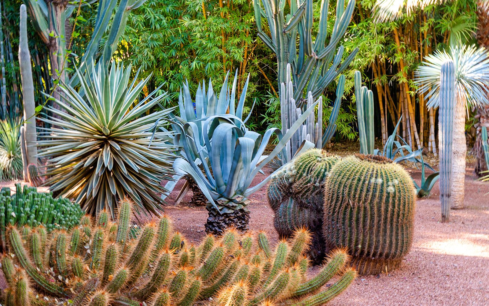 Cacti and succulents in Jardin Majorelle, Marrakech.