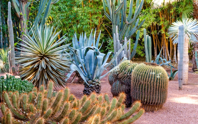 Cacti and succulents in Jardin Majorelle, Marrakech.