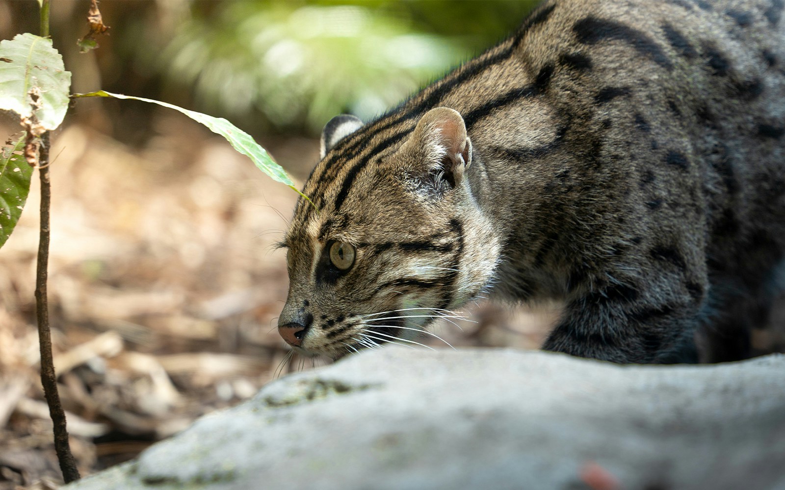 Fishing cat prowling at Taronga Zoo, Sydney.