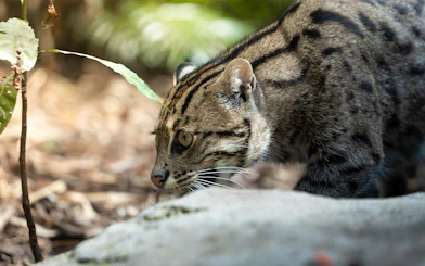 Fishing cat prowling at Taronga Zoo, Sydney.