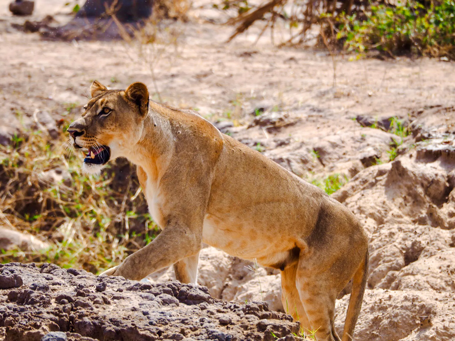 Nyerere National Park 1-Day Fly-In 4x4 Wildlife Game Drive