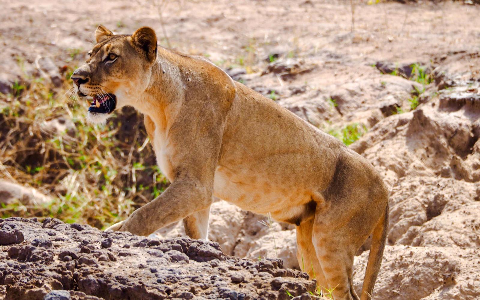 From Zanzibar: Nyerere National Park Fly-In 4x4 Safari (Product 54123)