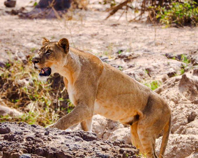 From Zanzibar: Nyerere National Park Fly-In 4x4 Safari (Product 54123)