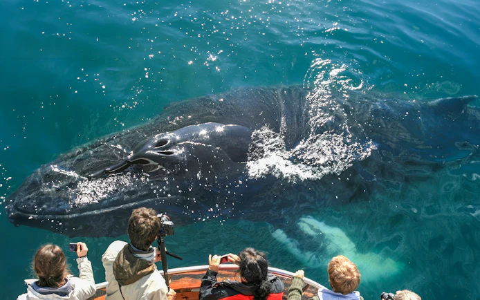Whale near boat during Dalvik Arctic whale watching tour in Northern Iceland.