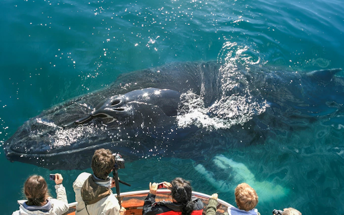 Whale near boat during Dalvik Arctic whale watching tour in Northern Iceland.