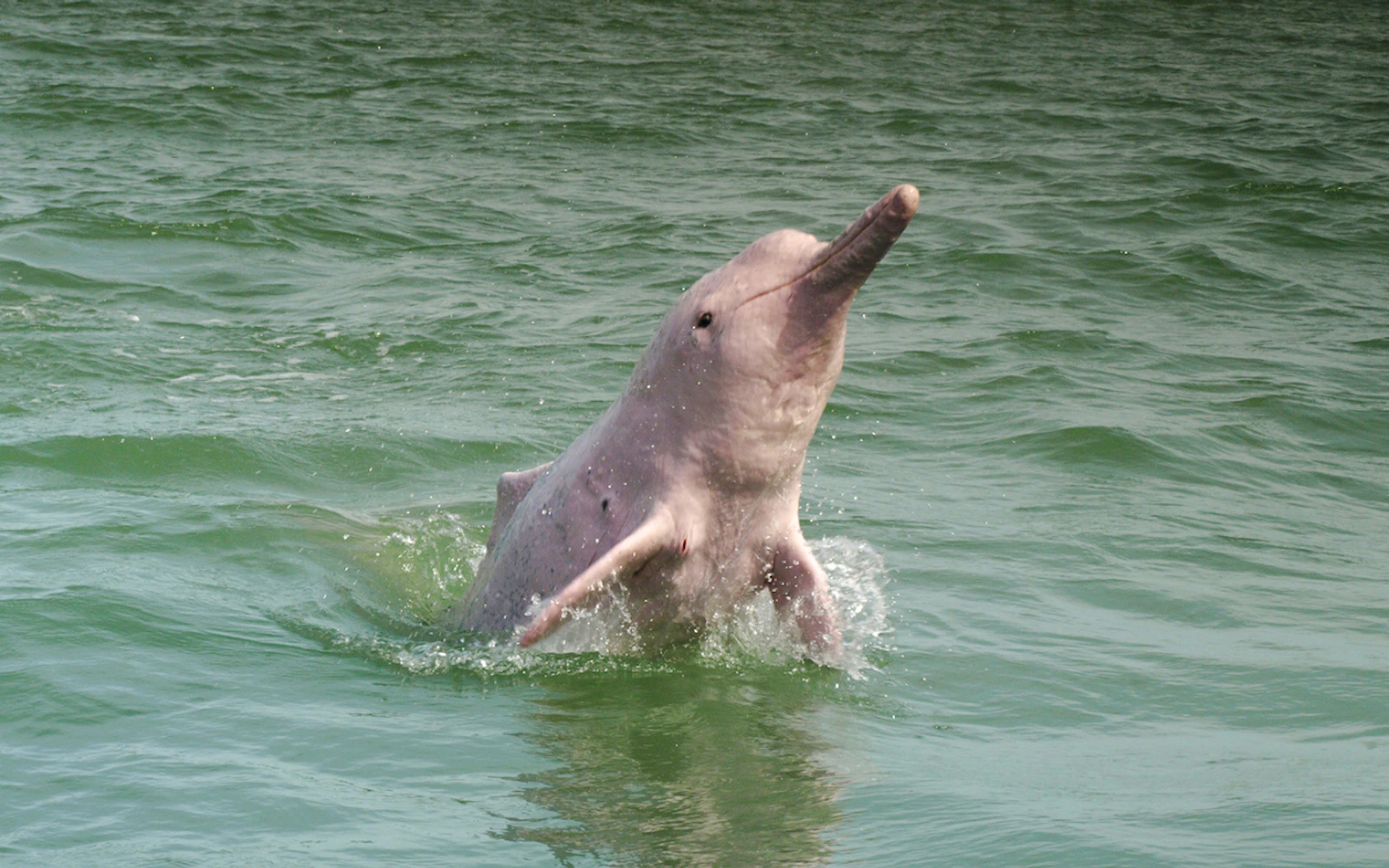 From Koh Samui: Pink Dolphin Watching & Snorkeling Speedboat Tour to Koh Tan and Koh Mudsum Pig Island (Product 55019)