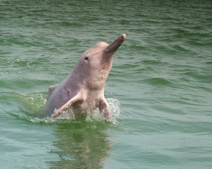 From Koh Samui: Pink Dolphin Watching & Snorkeling Speedboat Tour to Koh Tan and Koh Mudsum Pig Island (Product 55019)