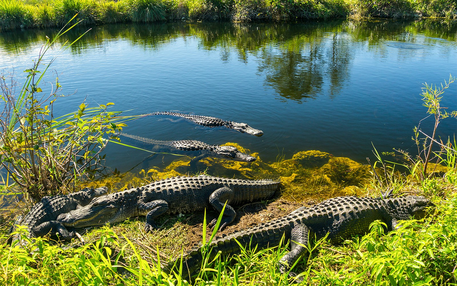 Alligators resting by the water in the Florida Everglades during an airboat tour.