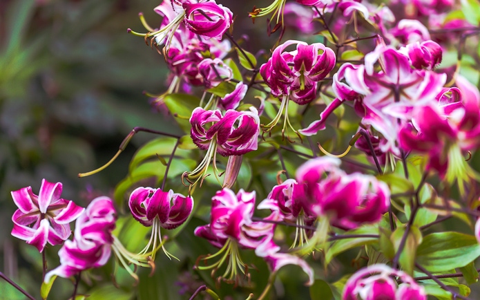 Pink and white flowers in a garden setting, Hobart city tour.